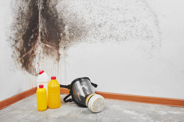 Best Commercial Mold Removal  in Madeira, OH