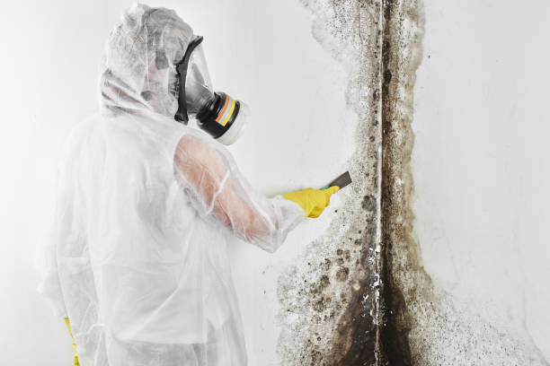 Best Attic Mold Removal  in Madeira, OH