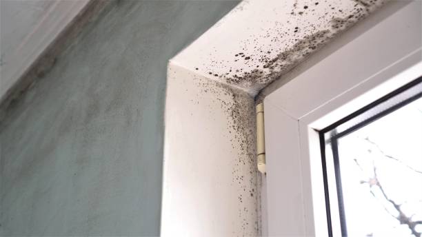 Best Certified Mold Removal  in Madeira, OH
