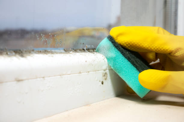Best Office Mold Removal Services  in Madeira, OH