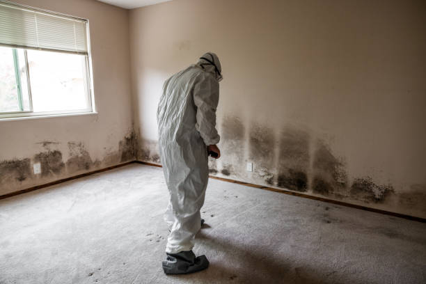 Best Emergency Mold Removal  in Madeira, OH