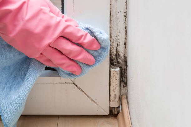 Best Office Mold Removal Services  in Madeira, OH